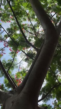 Low angle view looking up through tropical tree canopy with red flowers