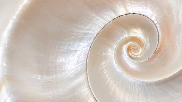 Iridescent Spiral Seashell Close-Up on White Background