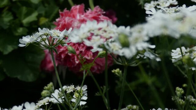 A cinematic camera panning tracking shot moves smoothly to the left across delicate white orlaya grandiflora laceflowers. Through the soft-focus foreground, a large, fluffy magenta-pink double peony p