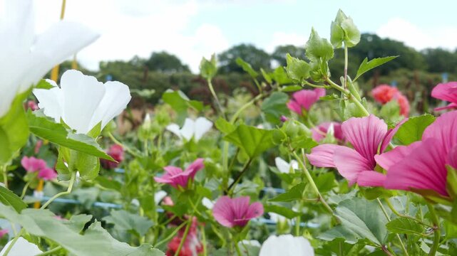 A smooth camera panning tracking shot moves to the right through rows of vibrant cultivated mallow flowers (Lavatera / Malva). The bright white and magenta-pink blossoms stand out beautifully against 