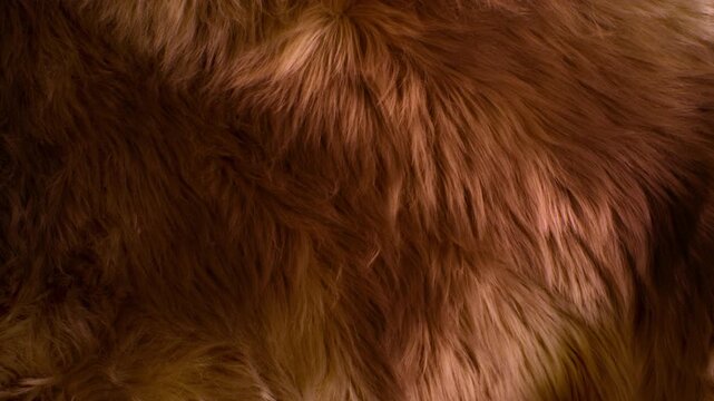 Waving Real Animal Fur Texture Background in Slow Motion, 1000fps.