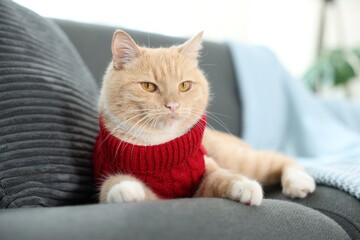 Cute ginger cat in red sweater on sofa at home, closeup. Pet's clothes © New Africa