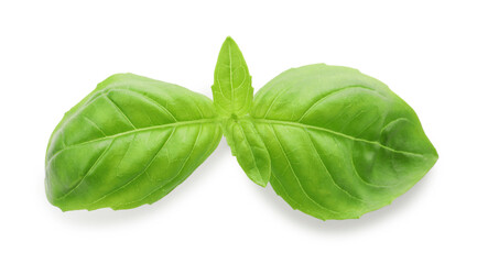 Fototapeta premium Fresh green basil leaves isolated on white