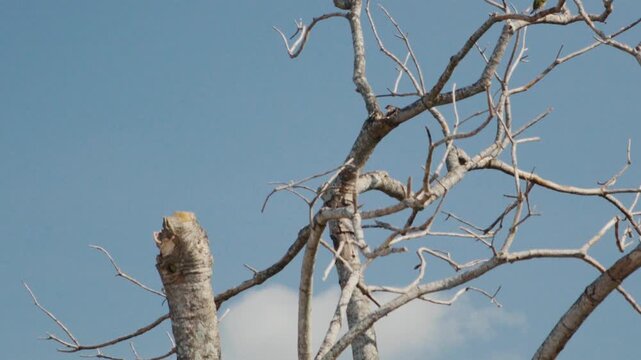 Coppersmith barbet bird flying to its nest hole