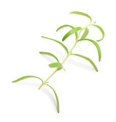 Fototapeta premium Aromatic herb. Green rosemary isolated on white