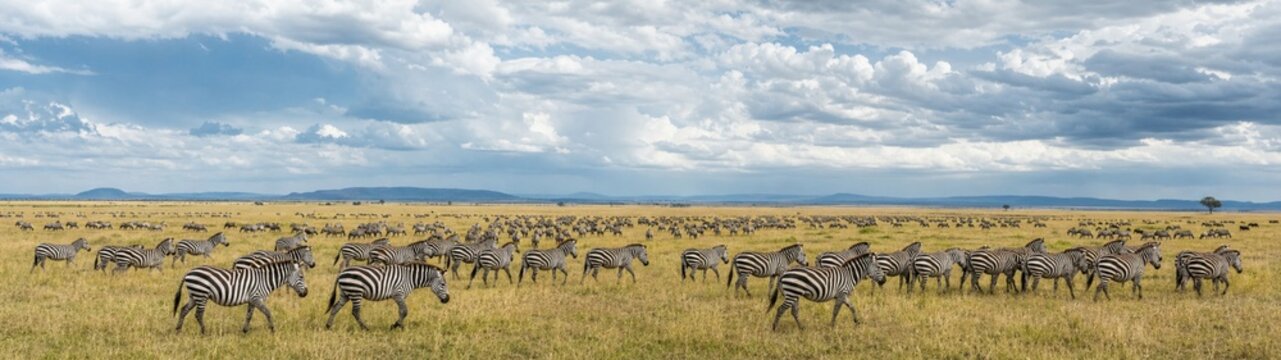 A herd of zebras and wildebeest grazes peacefully on an open savanna, captured under dramatic clouds and warm golden light.