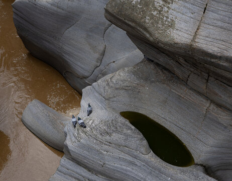Pigeons on Smooth Marble Rocks at Taşyaran Valley, Turkey