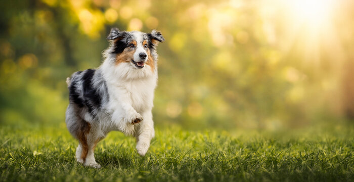 Blue merle Australian Shepherd running on green grass in sunny park, happy energetic dog in motion with golden bokeh background.