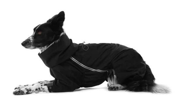 Pet's clothes. Cute Border Collie dog wearing black jumpsuit on white background