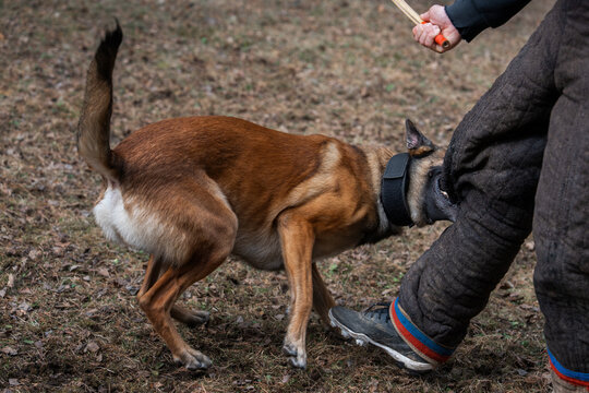 Belgian Malinois biting decoy's leg during protection training exercise outdoors, working dog practicing attack command on training ground.