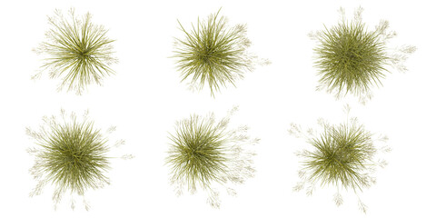 Obraz premium 3d illustration of Achnatherum grass on transparent background from top view
