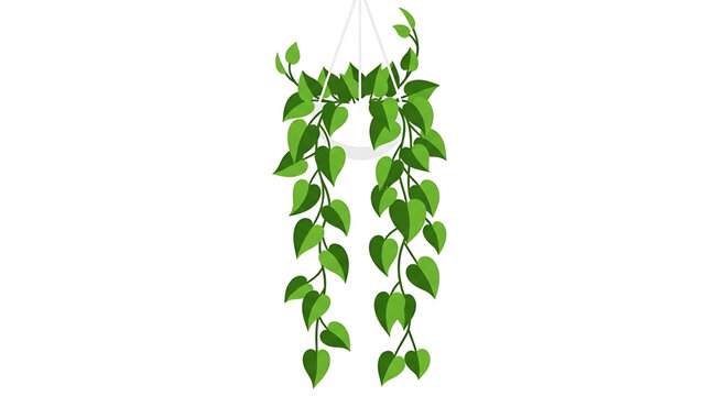 Pothos plant in a hanging pot, houseplant with trailing vines and heartshaped green leaves