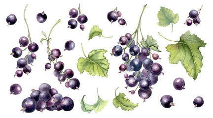 Watercolor black currant berry and leaves clipart isolated white. Bunch berries and foliage element set illustration. Drawing superfood clipart for design healthy diet, packaging or harvest holiday. © Ekaterina Lanbina
