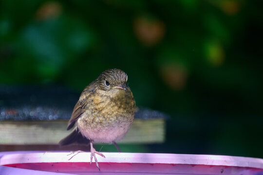 juvenile robin