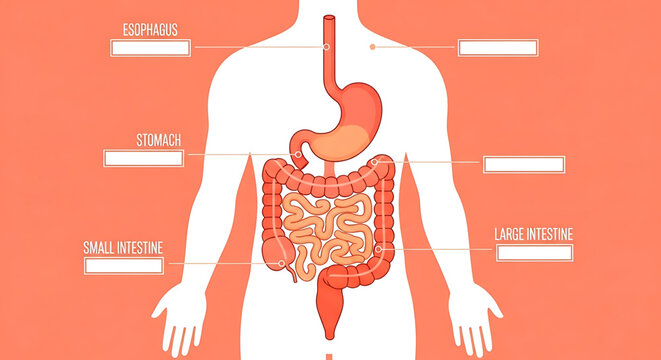 Human digestive system anatomy diagram showing esophagus, stomach, small intestine, and large intestine
