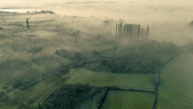 misty morning in the forest