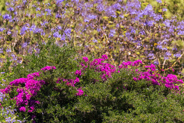 Fototapeta premium Bougainvillier et jacaranda
