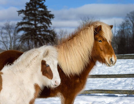 Icelandic horse mare with pinto foal in snowy winter pasture