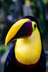 Tucan Animales Costa Rica © Gilberto Velarde