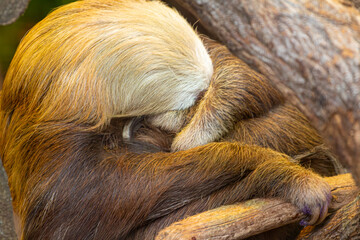 Fototapeta premium perezoso Durmiendo Animales Costa Rica