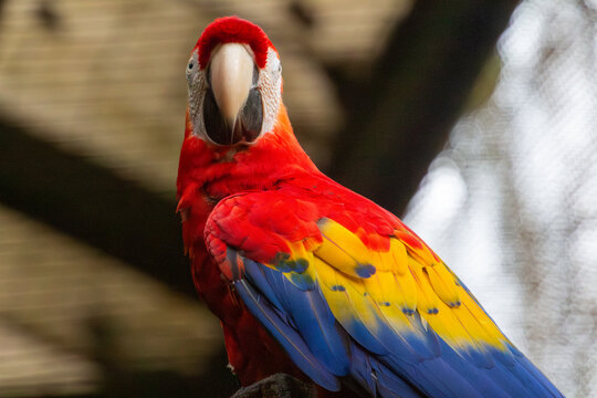 Lapa Roja o Guacamaya Animales Costa Rica