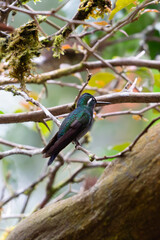 Colibri en Animales Costa Rica © Gilberto Velarde
