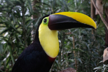 Tucan Animales Costa Rica © Gilberto Velarde