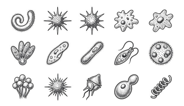 Collection of various microorganisms, bacteria, and protozoa drawn in a detailed vintage engraving style, showcasing different biological forms like amoeba, spirillum, and bacillus