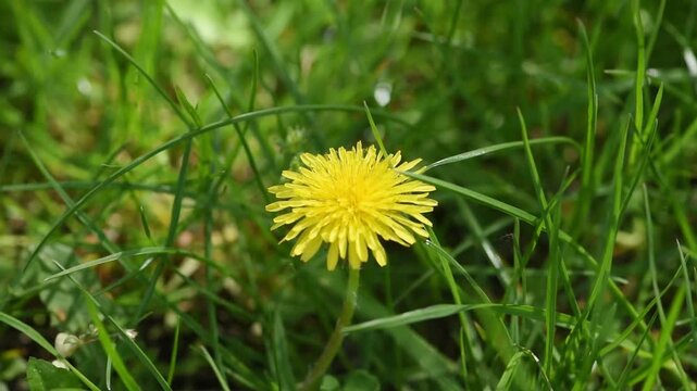 Bee collects nectar on yellow dandelion flower, honeybee on meadow, springtime floral nature with green grass lawn.