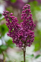 Fototapeta premium Syringa vulgaris lilac flowers of a dark purple colour. Rich intense colour. Spring flowers for a background or wallpaper.