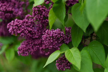 Obraz premium Syringa vulgaris lilac flowers of a dark purple colour. Rich intense colour. Spring flowers for a background or wallpaper.