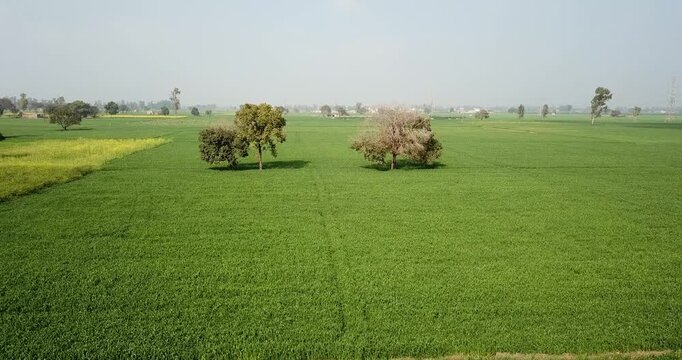 Aerial view of lush green agricultural fields with scattered trees under a clear sky in Karnal, Haryana, India.