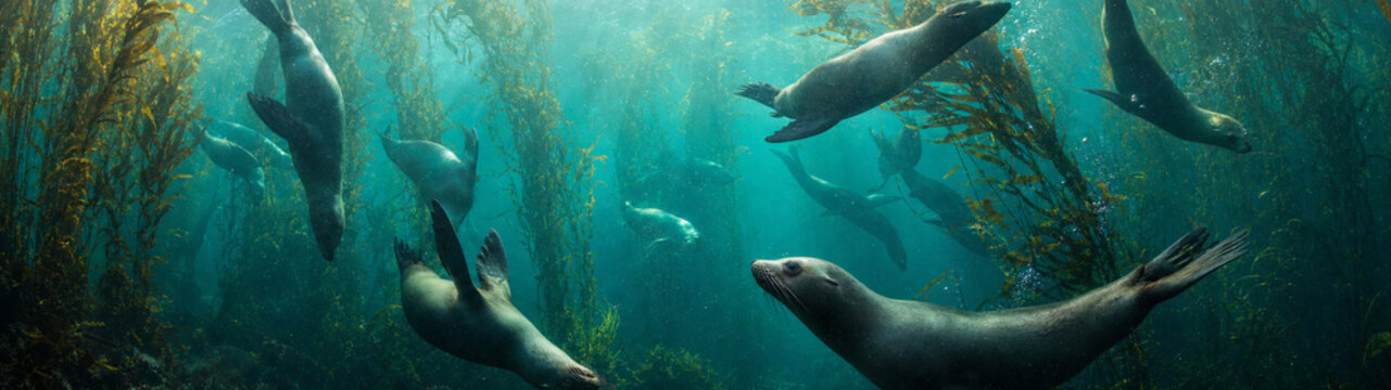 Underwater scene of a group of dolphins swimming through sunlit blue-green water, creating a calm, mysterious mood in a lush underwater environment.