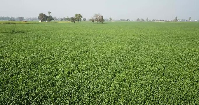 Aerial view of vast green agricultural fields with scattered trees under a hazy sky in Karnal, Haryana, India.