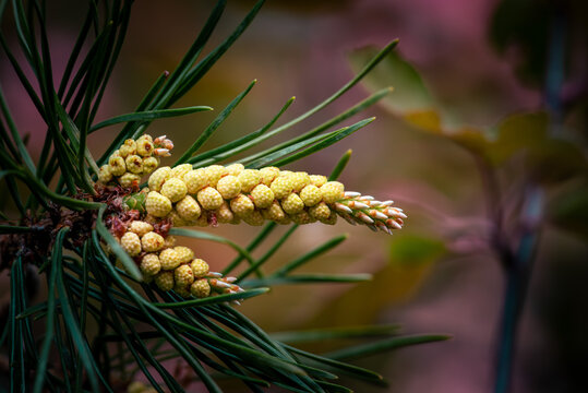 Young yellow pine cones on a green branch in springtime