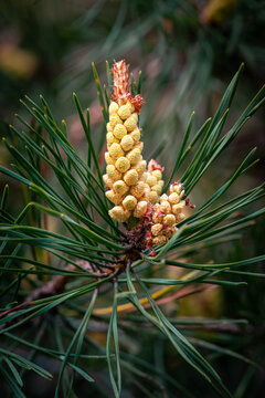 Young yellow pine cones on a green branch in springtime