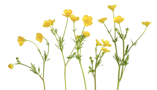 Fleurs de boutons d'or	