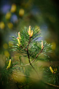 Young yellow pine cones on a green branch in springtime