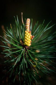 Young yellow pine cones on a green branch in springtime
