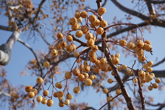Close up of the brown ripe berries or fruits of the China Berry tree (Melia azedarach)