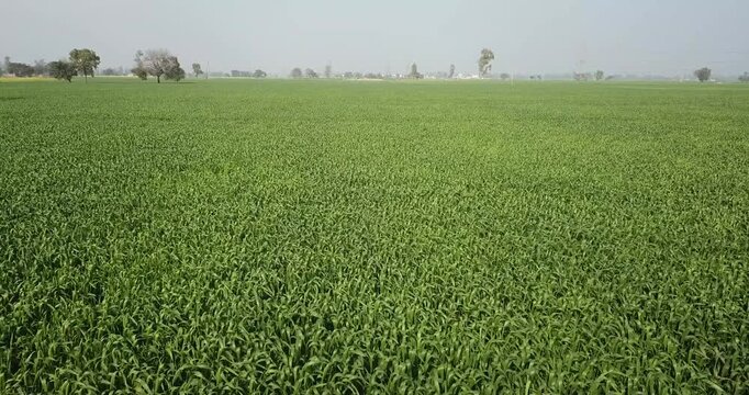 Aerial view of vast lush green agricultural fields stretching towards the horizon under a clear sky with distant trees in Karnal, Haryana, India.