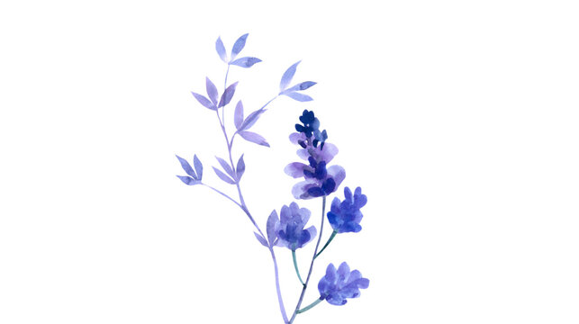 Watercolor painting of a purple flowering plant with a spike of blooms and buds white background hand drawn watercolor illustration botanical delicate