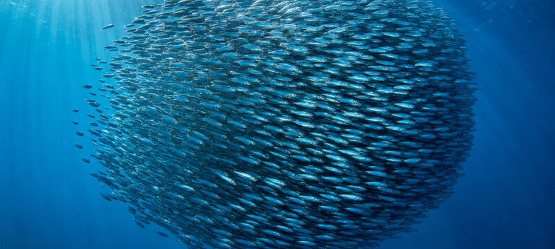 A swirling school of small fish forms a heart-like shape underwater, creating a mesmerizing pattern of blue light and motion in the deep sea.