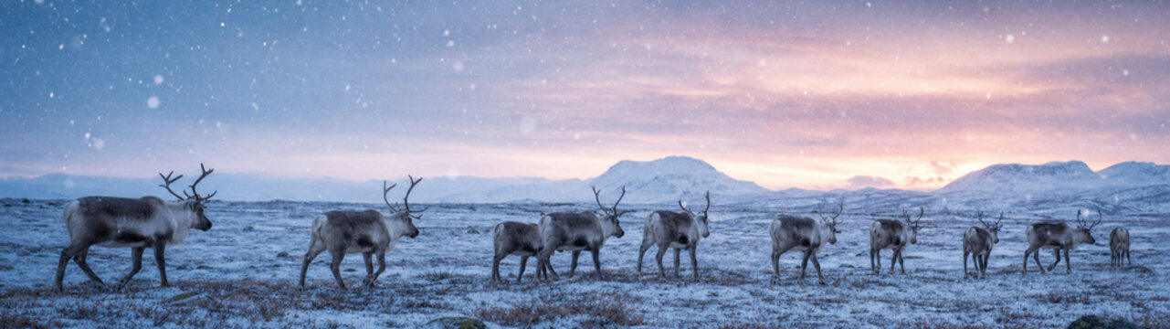 A small herd of reindeer stands on a frosty tundra at blue hour, their silhouettes crisp against a pastel sunrise sky and falling snow.
