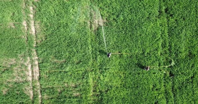 Aerial view of a farmer using a manual irrigation sprayer on lush green agricultural fields in Karnal, Haryana, India.
