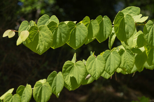 Feuillage du Cercidiphyllum japonicum
