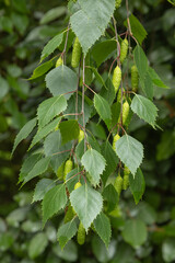 Obraz premium Feuillage du Betula pendula