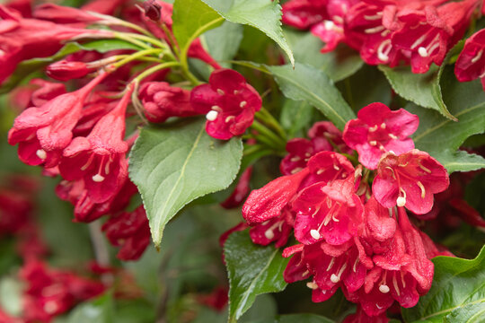 Fleurs de  Weigelia bristol ruby
