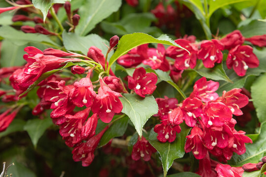 Fleurs de  Weigelia bristol ruby
