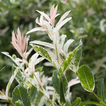 gros plan du feuillage de Salix integra 'Hakuro-Nishiki'	
